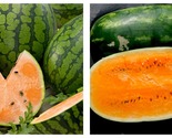 Watermelon Seeds - Picnic - Tendersweet Orange - 2 g - Approximately 16 ... - £19.61 GBP