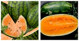 Watermelon Seeds - Picnic - Tendersweet Orange - 2 g - Approximately 16 ... - $24.93