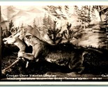 RPPC Cougar Deer Habitat Taxidermy Display Tacoma Washington WA UNP Post... - $10.84