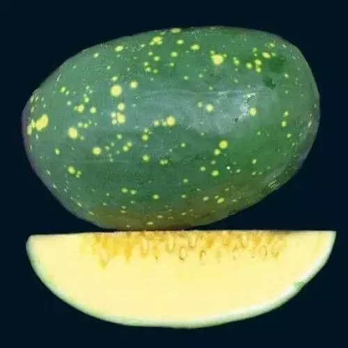 SKMO Yellow Flesh Moon Stars Watermelon Non Gmo 20 Seeds Bulk Indoor Gardening  - £7.06 GBP