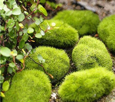 100 Seeds Moss Bonsai Moss Ball Sagina Subulata Bonsai Seeds Grass Bonsai Decora