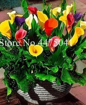 200 pcs Rainbow Calla Lily Flower Seeds Colorful Flowers FRESH SEEDS - £7.05 GBP