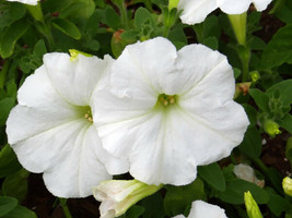 White Petunia Grandiflora Large Flower  25 Seeds US Seller - £7.38 GBP