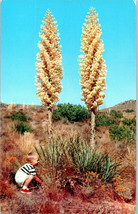 California Yucca in Bloom Postcard - £3.47 GBP
