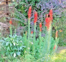300 Seeds Standing CYPRESS/Scarlet Gilia Flower U.S.Native Wildflower Poor Soils - £12.98 GBP