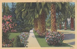 Palm Sheltered Avenue California CA Postcard A27 - $57.59 MXN