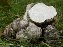 28g./10z.Spores Mushrooms Truffle White Dried Seeds Mycelium Spawn Organic - $11.99