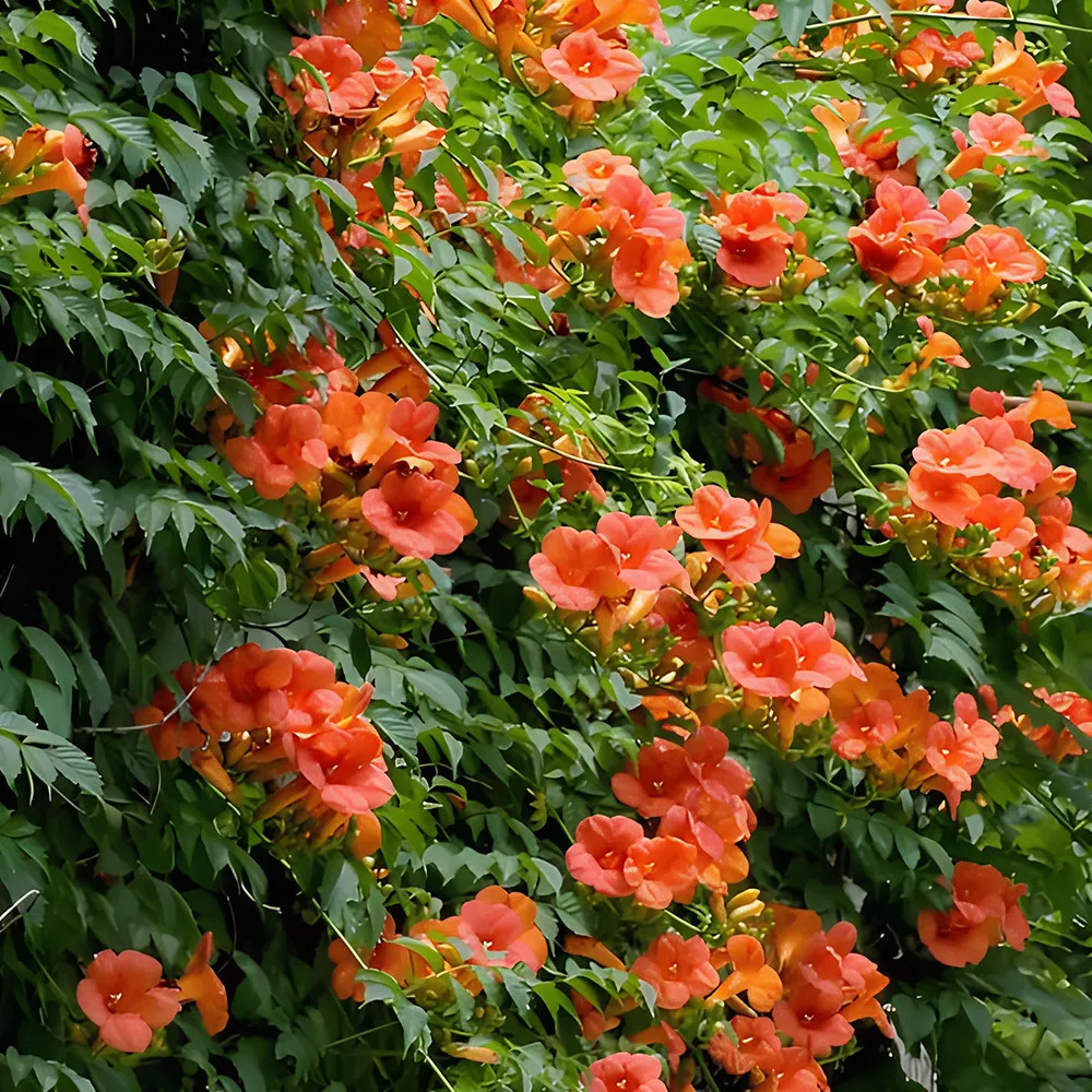 100 Seeds, Chinese Trumpet Vine - Campsis grandiflora ZZ-1714 - $22.94