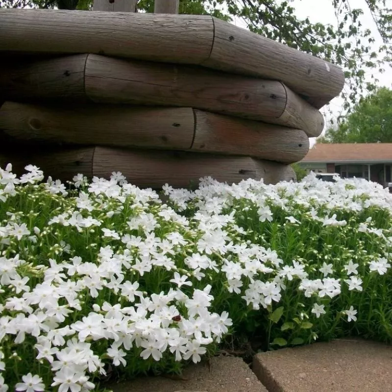 Beauty Snowflake Creeping Phlox Seeds for Garden Planting, 100+ Seeds - $129.74 MXN
