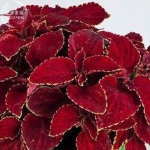 Rainbow Superfine Red Velvet Coleus Herbs Seeds Pack 20 Seeds Dark Red P... - $99.45 MXN