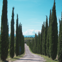 Italian Cypress, Cupressus Sempervirens Tree 10 Seeds - £4.18 GBP