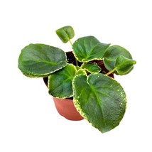 Variegated African Violet Pink Panther, 4 inch Pink Flower Saintpaulia Gesneriad - £21.89 GBP