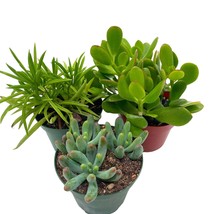 Succulent Assortment Set, 4 inch pots, Set of 3, Variety, Jade Plant, Jelly Bean - £29.72 GBP