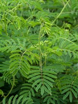 20 seeds   See Description Below -Acacia /Senegalia catechu -Container gardening - £3.98 GBP