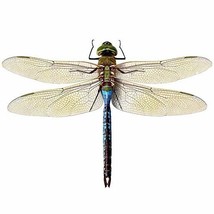 Large Blue Green Dragonfly Wall Decal - Available in various sizes - $2.00