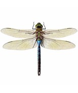 Large Blue Green Dragonfly Wall Decal - Available in various sizes - £1.60 GBP