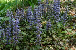 12 ajuga reptans - £5.99 GBP