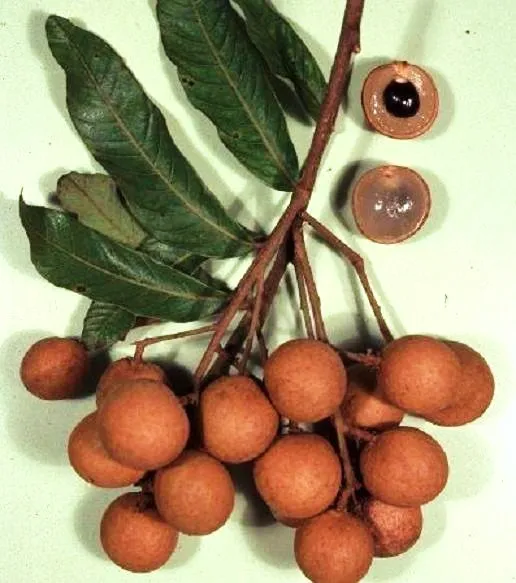 Dimocarpus Longan Dragon Eye Sweet Tropical Fruit Edible 10 Seeds Fresh Garden - £20.29 GBP