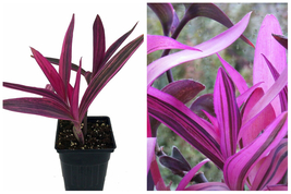 Pink Stripe Tradescantia Variegated Pallida Houseplants Live Plant Rare - £41.50 GBP