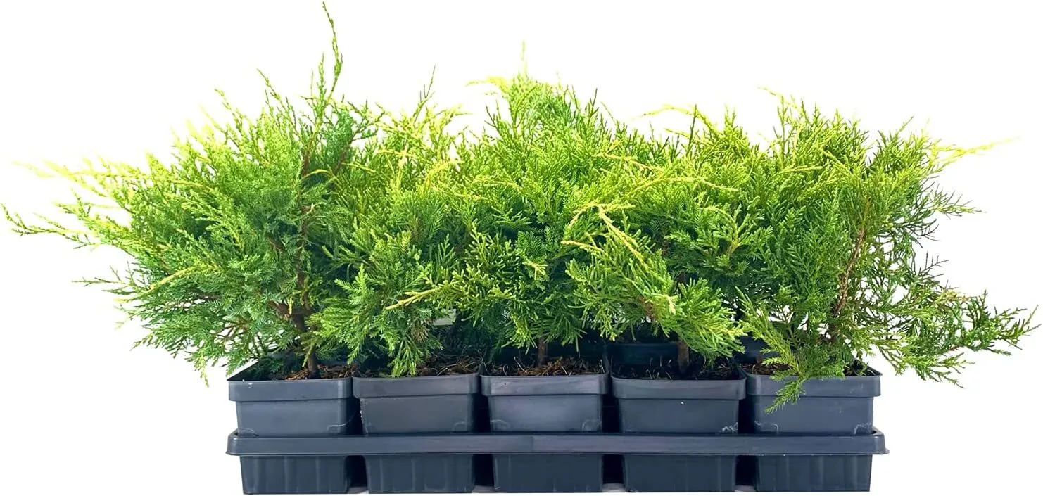 Gold Star Juniper Live 4nch Pot Juniperus Chinensis Drought Tolerant - £32.06 GBP