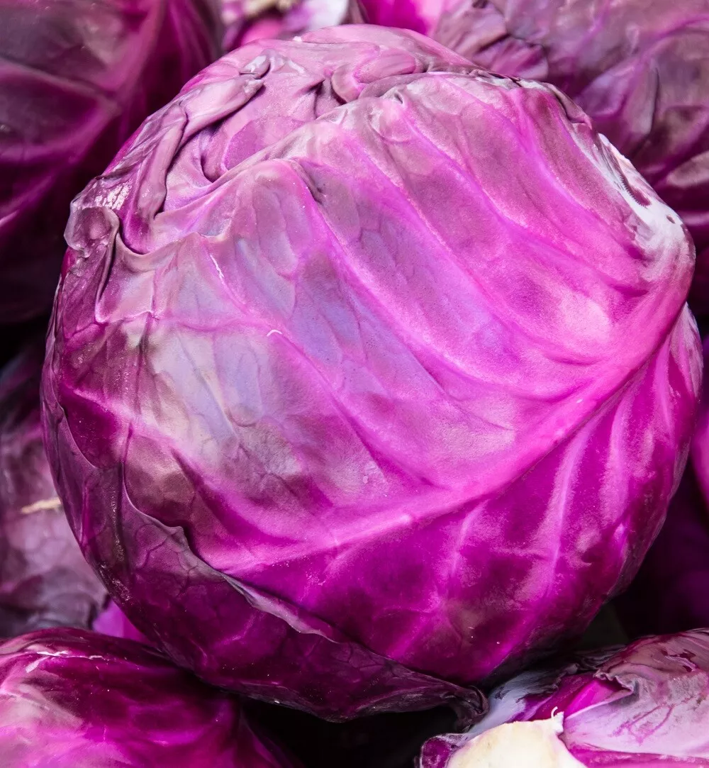 Easy Grow !!! Red Acre Cabbage Seeds - Vegetable Seed - Good Plant - $3.00