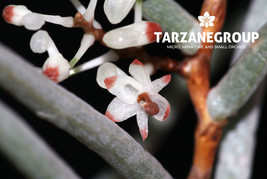 MICROCOELIA / SOLENANGIS APHYLLA SMALL ORCHID POTTED - $39.00