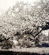 Camden Arch Trees Blossoms Landscape Maine 1924 Gravure Print New Englan... - £27.07 GBP