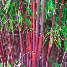 25 Red Bamboo Seeds Privacy Plant Garden Shade Exotic Screen US Fast Shi... - $11.98