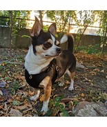 BECHIVA Soft real leather harness for small dog/cat. Chihuahua, Yorkshir... - $90.55