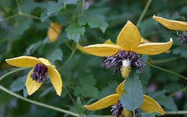 US Seller 50 Clematis Seeds Helios Flower Seeds Fast Shipping - £16.98 GBP