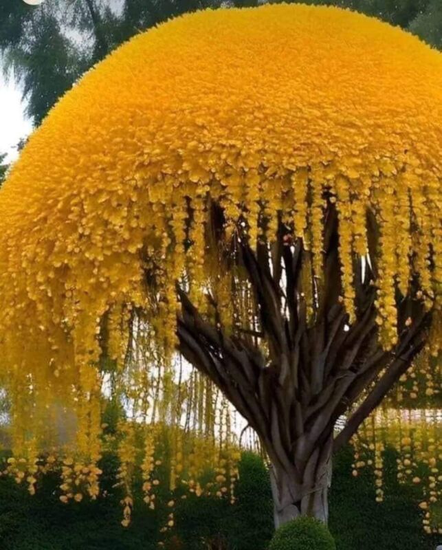 KKG Golden Shower Tree For Planting 30 Stunning Weeping Yellow Blooms US... - $18.37