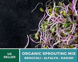 1000Pc Organic Sprouting 3 Mix Seeds Broccoli Alfalfa Radish Nutrient De... - £15.61 GBP