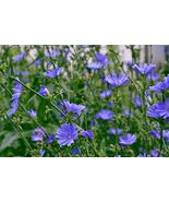 Chicory Seeds, 1/4 LB, Italian Dandelion, NON-GMO, Deer Plot, Coffee Weed - $182.89 MXN