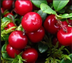 Bearberry Wild Cranberry 50 Seeds - $5.99