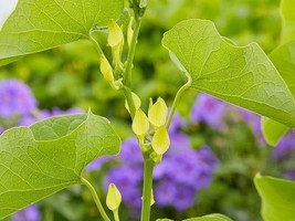 Best Aristolochia Clematitis | European Birthwort | 20 Seeds - $15.98