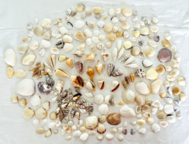 Lot 245 Seashells Assorted Variety Nautical Ocean Beach Wedding Decor Cr... - $57.09