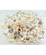 Lot 245 Seashells Assorted Variety Nautical Ocean Beach Wedding Decor Cr... - £44.70 GBP