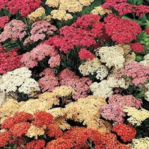 US Seller 500 Mixed Summer Yarrow Achillea Millefolium Red Pink White Gold Peach - $13.80