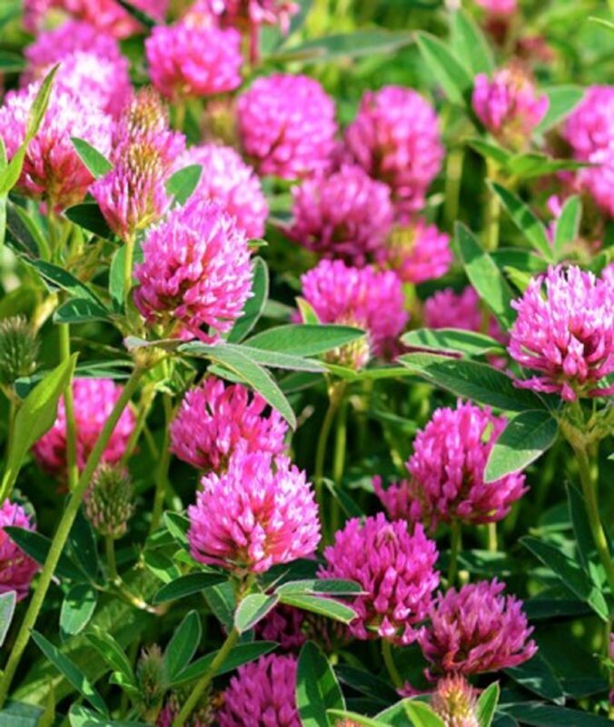 Beautiful Medium Red Clover Seeds 300 Seeds Fast Shipping - $7.99