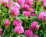 Beautiful Medium Red Clover Seeds 300 Seeds Fast Shipping - $7.99
