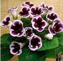 Gloxinia Bonsai Sinningia Gloxinia Flower Bonsai Home Bonsai DIY  100PCS OKB - £4.81 GBP