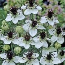 Nigella African Bride Love In A Mist 50 Flower Seeds Fresh USA Shipping - $13.08