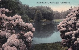 Rhododendron Washington State Flower WA Postcard E21 - £3.05 GBP