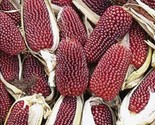 Strawberry Corn Seeds 30 Vegetable Garden Culinary Ornamental Fast Shipping - $8.99