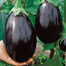 Black Beauty Eggplant 25 Seeds popular Heirloom with Big Yields Aubergine - $1.86