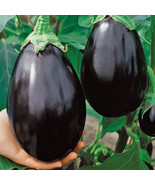Black Beauty Eggplant 25 Seeds popular Heirloom with Big Yields Aubergine - $1.86