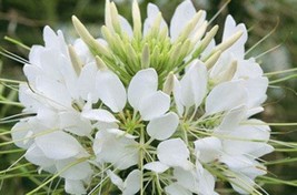 VP White Queen Cleome Hassleriana Cleome Spinosa Spider Flower 200 Seeds - £3.77 GBP