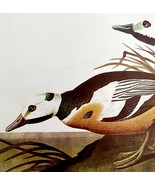 Steller&#39;s Eider Duck 1950 Lithograph Print Audubon Bird First Edition DW... - $29.99