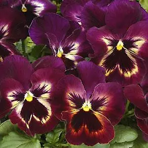 Pansy Spring Matrix Sangria 250 seeds - £26.37 GBP