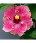 Colorful C'est Bon Cajun Hibiscus Live Plants - Hardy and Easy to Grow - $97.42